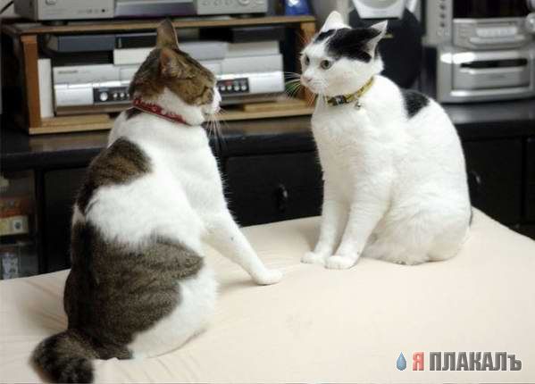 Коты, кошки, котята