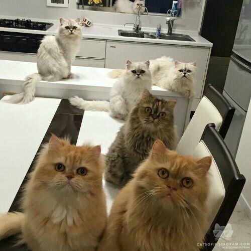 Подборка забавных картинок