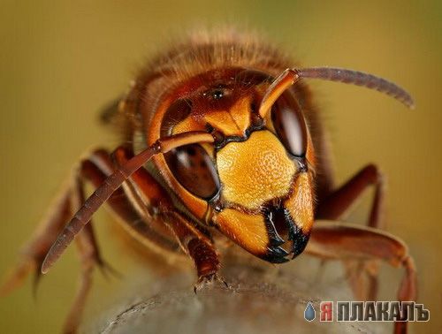 НАСЕКОМЫЕ. Мухи, бабочки, мотыльки, моль, и все летающие твари, пауки