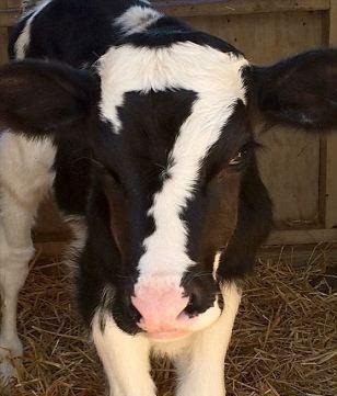 Веселые картинки