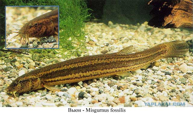 Аквариумные страдания