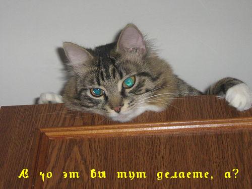 Народный котомет на фторинег