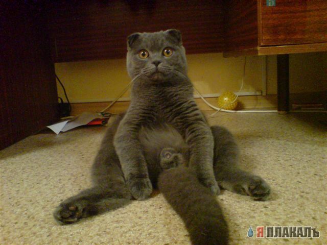 КошкоЛето!