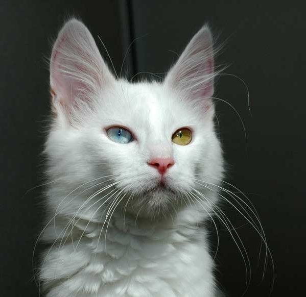 Котовторник 07.06.2016