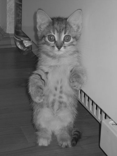 Котовторник на ЯПе (29.01)