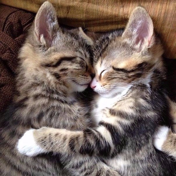 Прикольные животные
