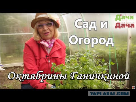 Телеведущие из 90-х сейчас