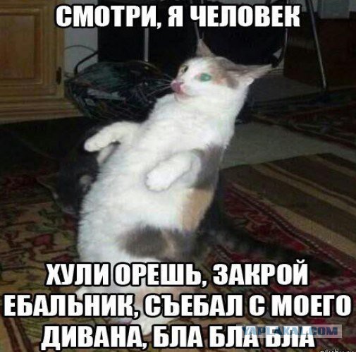 Смешные картинки из сети на 04.11.16