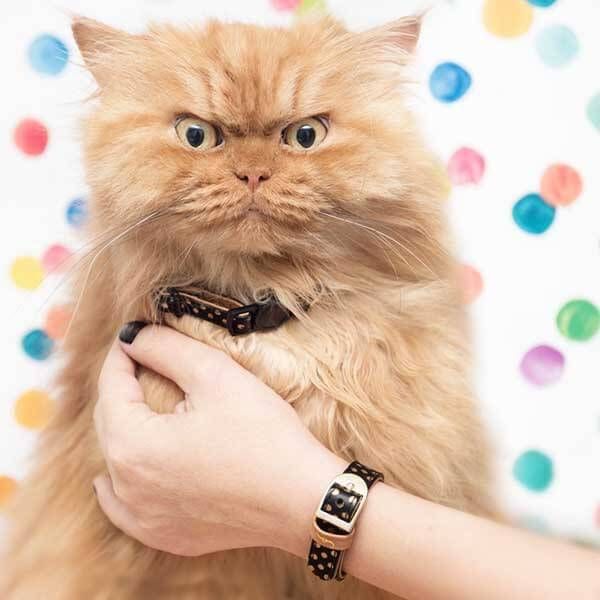 Коты из сети