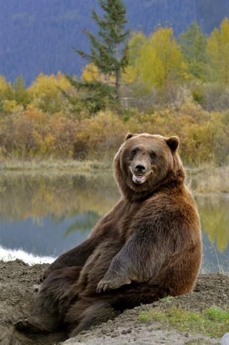 Самые смешные животные