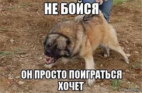 Воришка неудачник, или злые цобакирены)