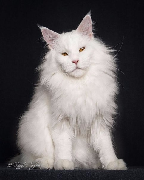 Коты и Кошки
