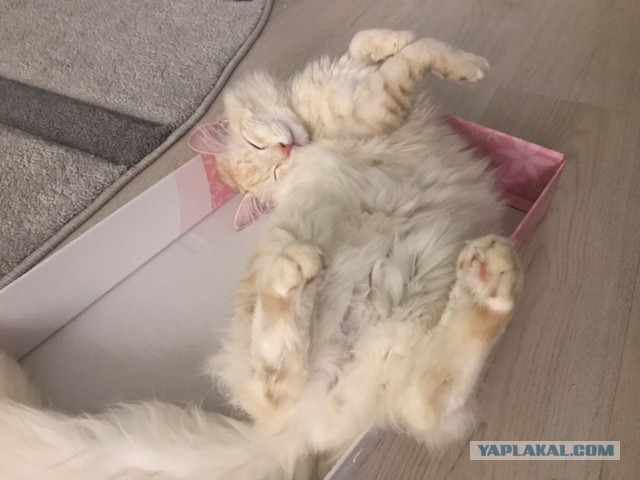 Котовторник 28.03.2017