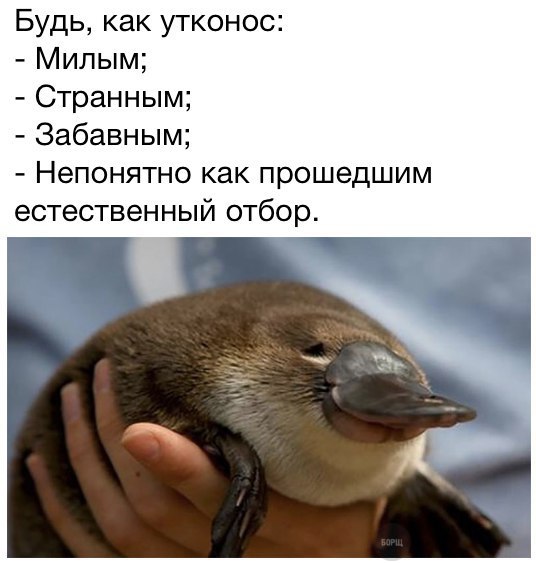 Подборка забавных животных