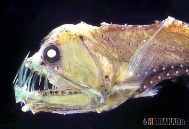 Не плавайте в Реке Конго!