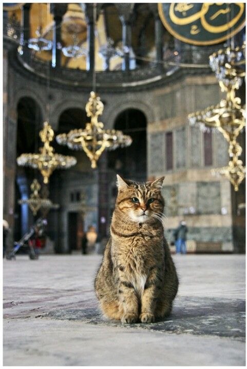 Коты и Кошки