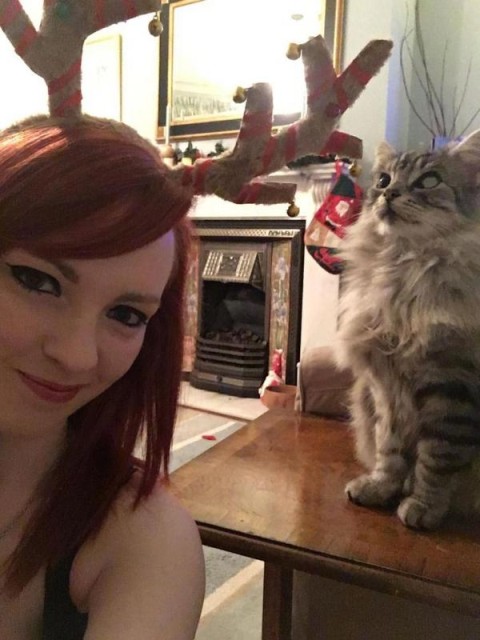 Коты и Кошки