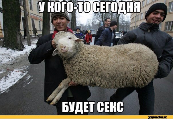 В Саранске мужчина изнасиловал собаку