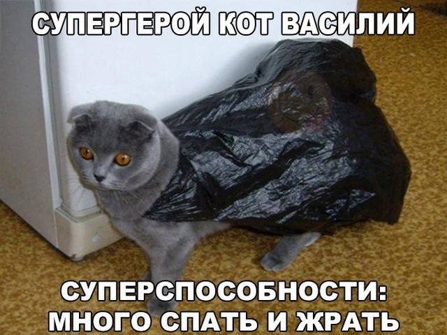 Котовторник  23.01.2018