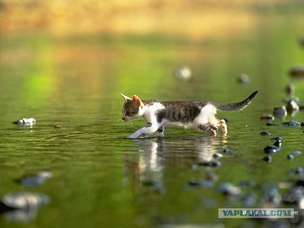 Котовторник на ЯПлакалъ (15.07.2008)