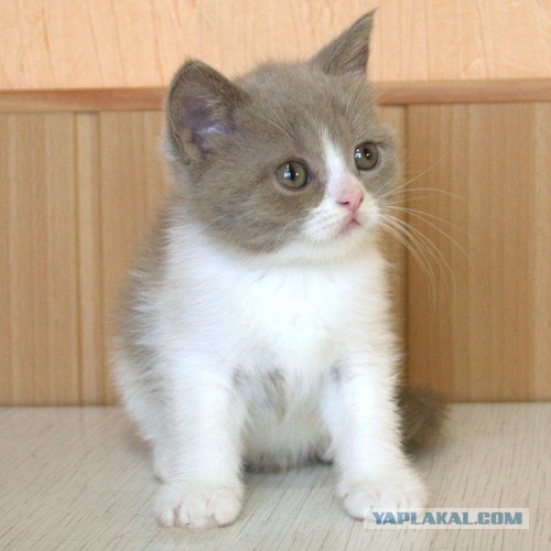 Котовторник (16.09.08)