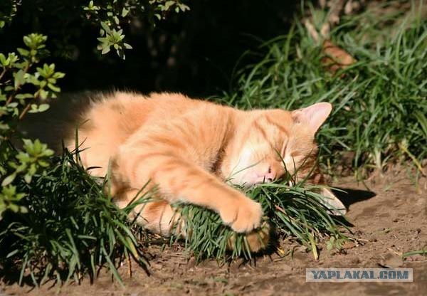 Котовторник: Кошки гаваны и другие!