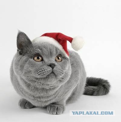 Котовторнику Да (09.12.08)