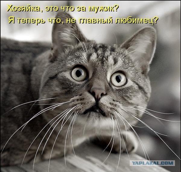 Картинки о животных