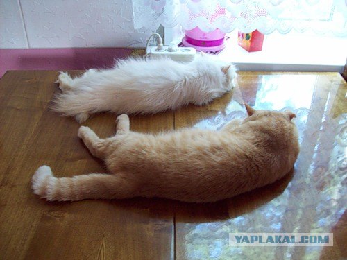 Выходные у кота