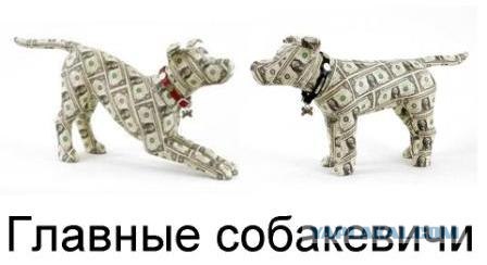 Типичный офис в собачьих мордах