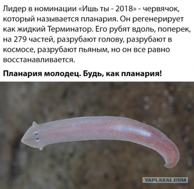 Прикольные комментарии и высказывания из Сети 05.12.2018