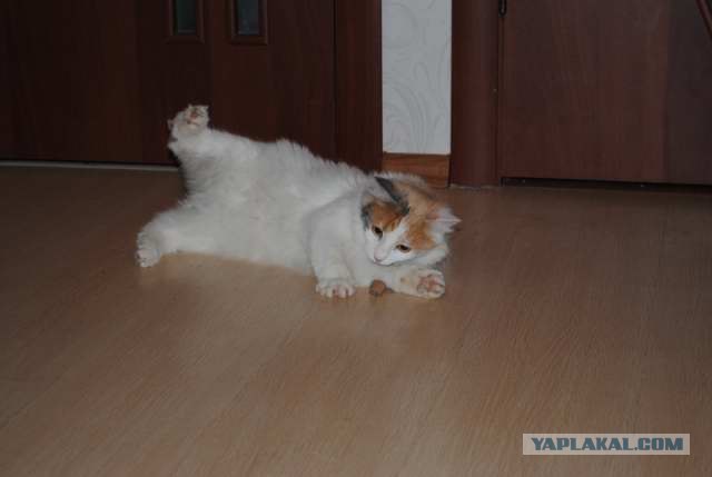Котовторник 27.03.2012