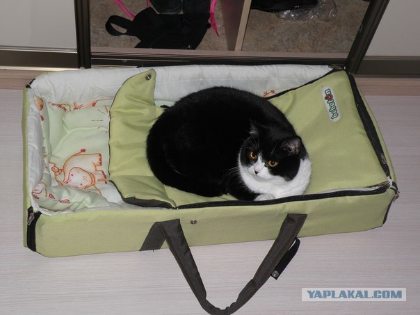 Котовторник 17.04.2012