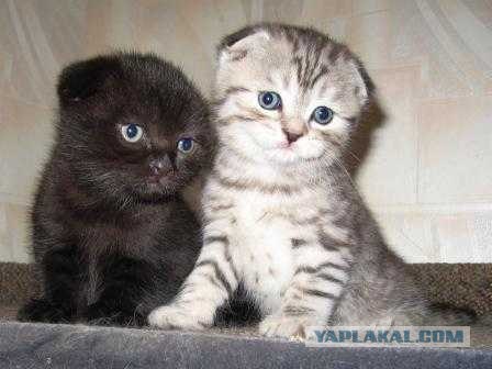 Яблоко от яблони....