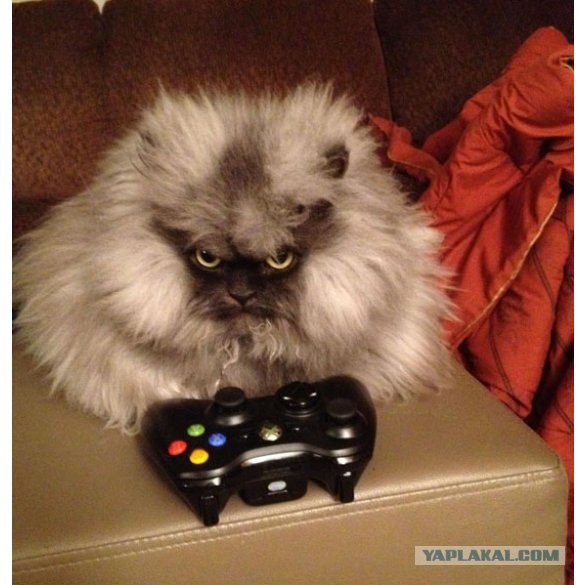 Расчесал кота