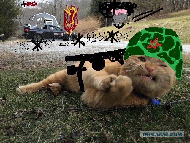 Кот–связист под шквальным огнем восстанавливает поврежденные вражеским снарядом провода