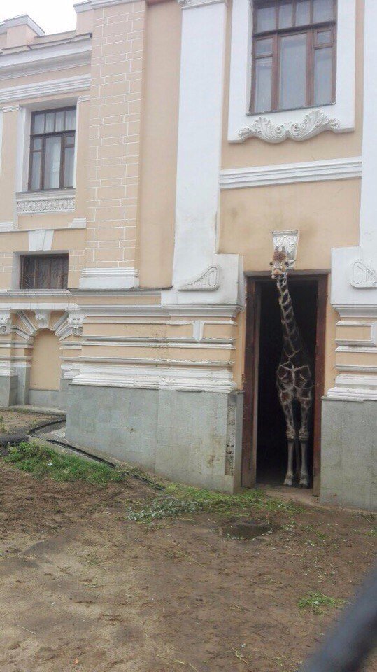 Живность из сети