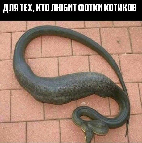 Чернушка к пятничке