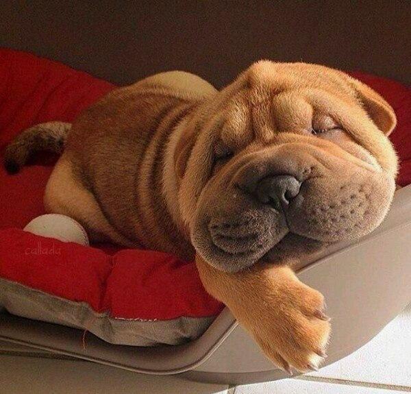 Живность из сети