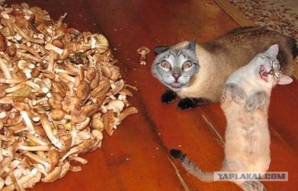 Долма с грибами