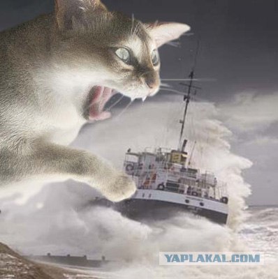 Коты атакуют