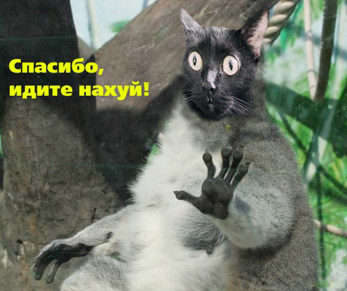 Киса хочет жабы
