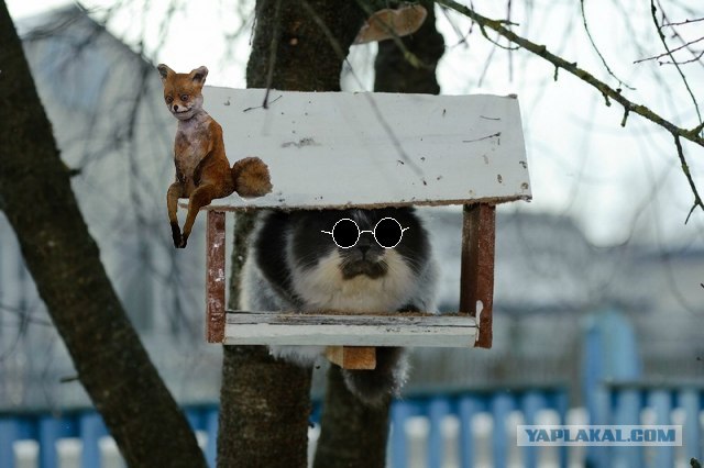 Фигасе воробушек!