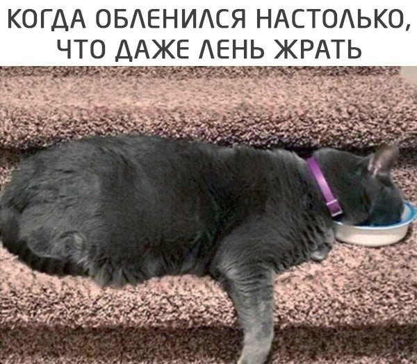 Картинки и мемы из Сети 24.07.22