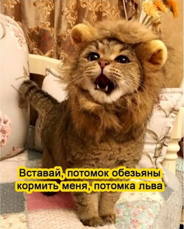 Весёлый полтишок 27.07.22