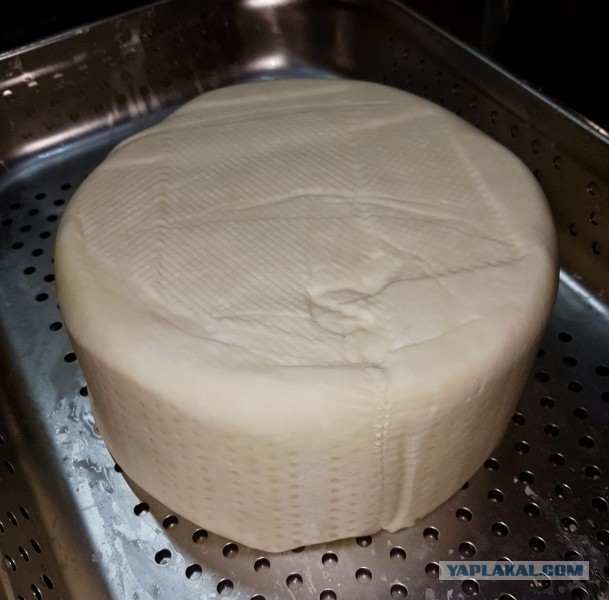 Сыр Маасдам