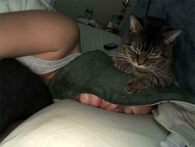 Коты, которые смирились со своей участью