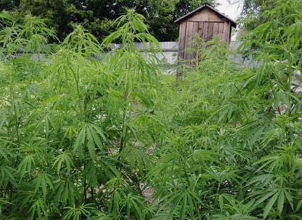 Штраф за неиспользуемые дачные участки может достигать 700 тыс руб.