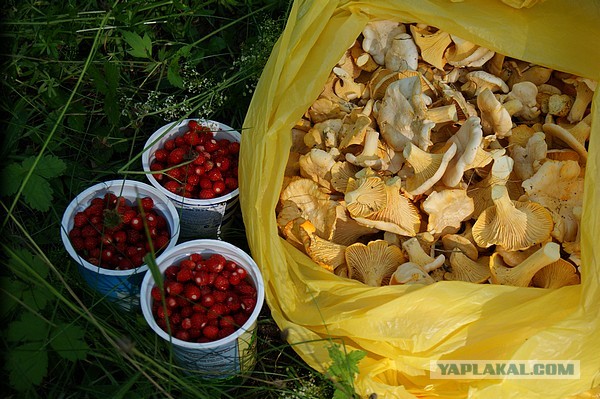 Лисички маринованные, Запасаюсь на зиму