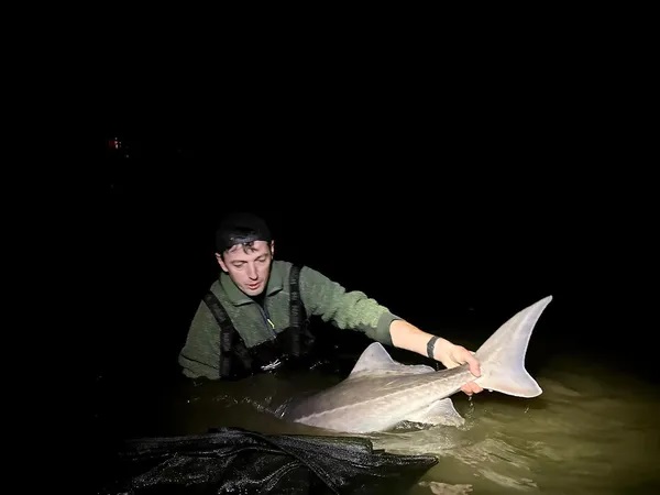 Львовское море. Поймали осетра 30 кг.